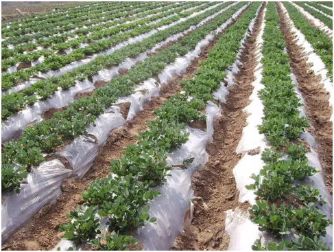 春花生的株距与行距 春花生几天出苗