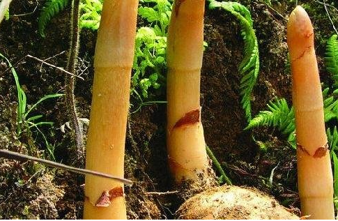 天麻适合在哪种植,天麻种植的环境