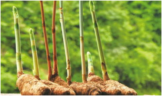 天麻性状退化的原因 天麻性状退化的防治措施