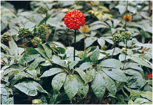 三七的功效与作用