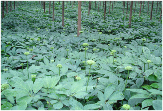 三七如何施肥,三七施肥技术