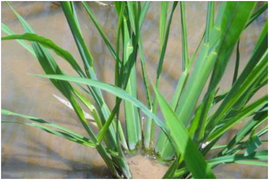 茭白田间怎么管理，茭白肥水管理技术要点