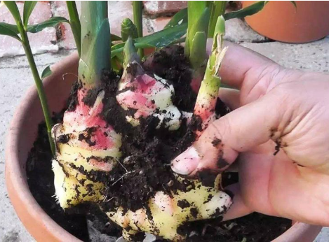 生姜盆栽怎么种植 阳台盆栽种植