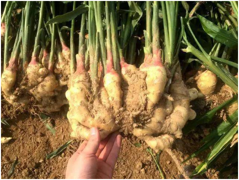 生姜种子种前处理 种子栽培方法 采收与留种