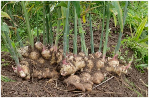 种植生姜为什么要培土 生姜培土方法