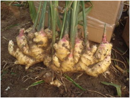 生姜什么时候种植合适 种植时间和方法