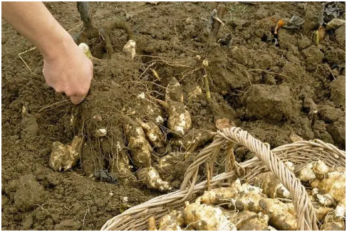 小麦套种洋姜的栽培技术及注意事项