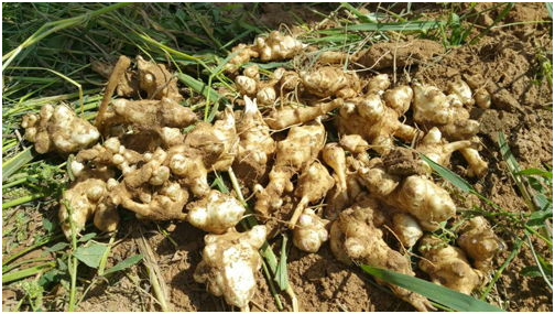 洋姜和生姜有什么区别 洋姜的作用有哪些