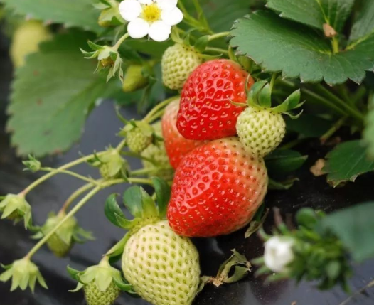 草莓炭疽病怎么办 打什么药 草莓炭疽病防治方法