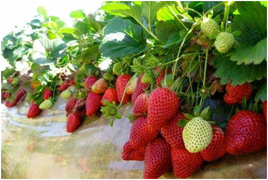 草莓变黑是啥病 是黑斑病吗 怎么防治 用什么药好