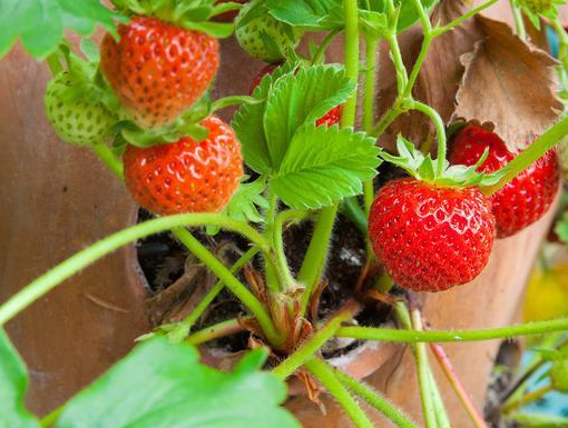 草莓出现死苗怎么办 死苗原因 草莓死苗如何解决