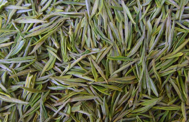 白茶产地在哪里?