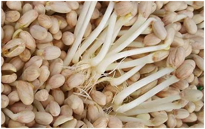 花生芽苗菜的种植方法 花生芽苗菜如何管理