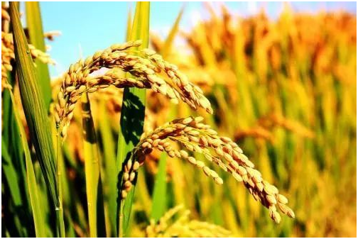 水稻种子怎么来的 水稻种子怎么催芽