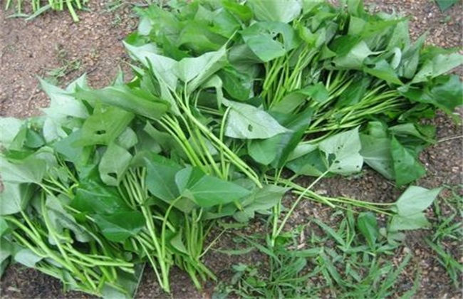 红薯增产施肥方法