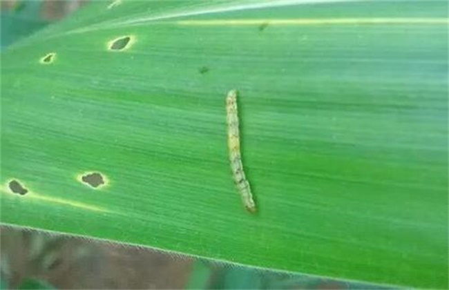 玉米粘虫防控不佳原因及正确防控措施