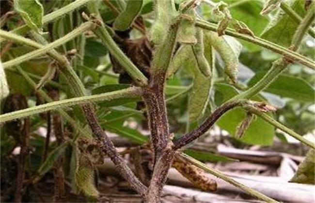 大豆根腐病症状及防治方法