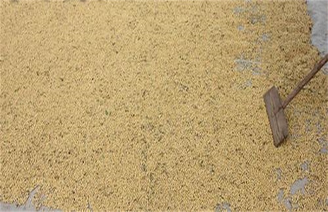 大豆储藏注意事项