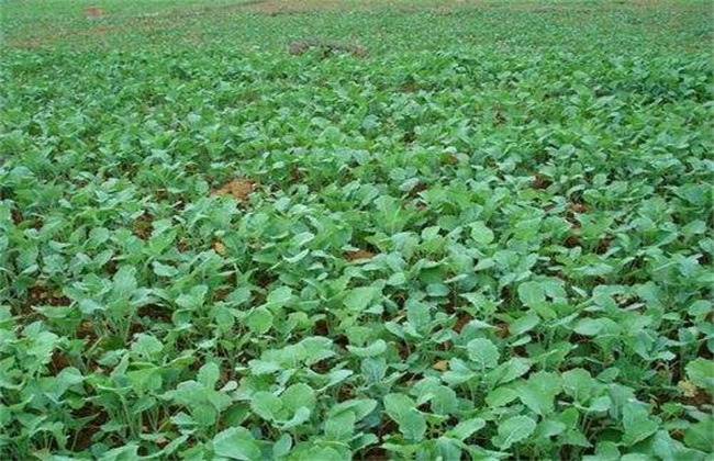 油菜对生长环境的要求