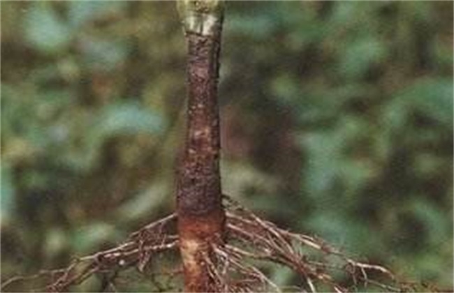 芝麻常见病虫害的防治