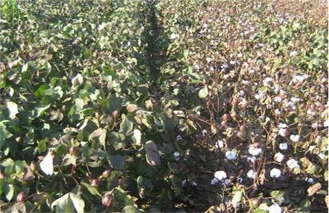 棉花早衰的防治方法