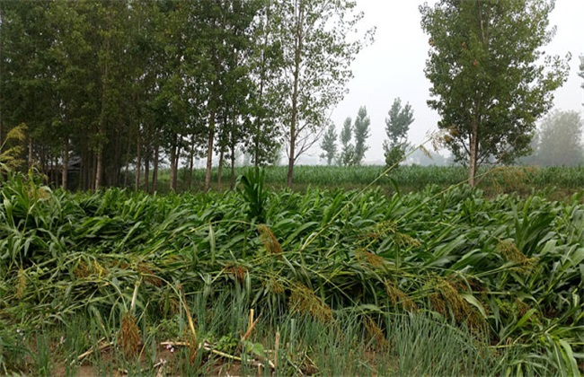 高粱倒伏怎么办