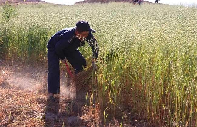 燕麦种植的生长环境