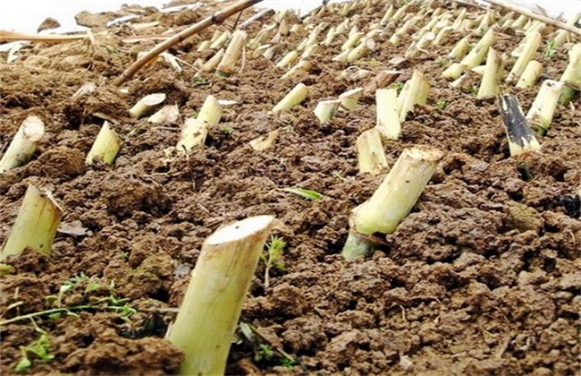 皇竹草的种植方法