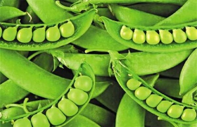 青豆种植的方法