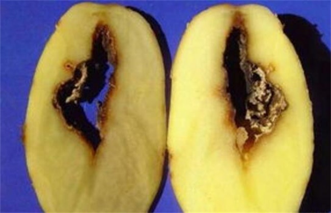 马铃薯空心的原因及防治方法