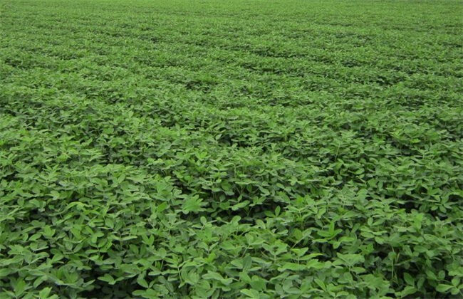 花生种植的注意事项