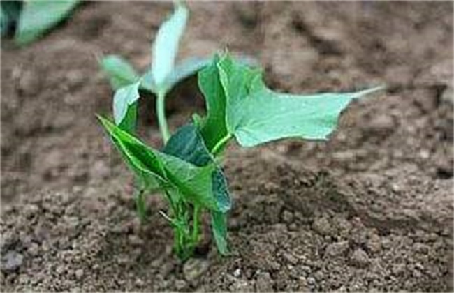 地瓜种植的注意事项