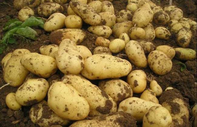 土豆什么时候进入中国?