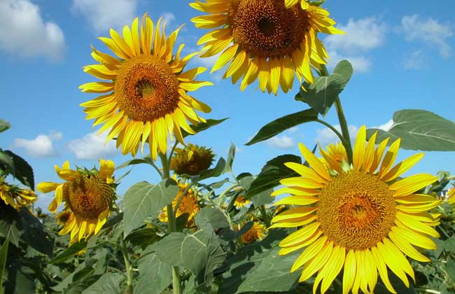 向日葵什么时候成熟？