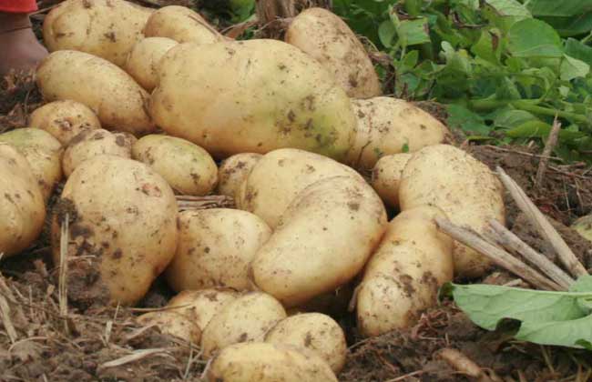 马铃薯产地在哪里?