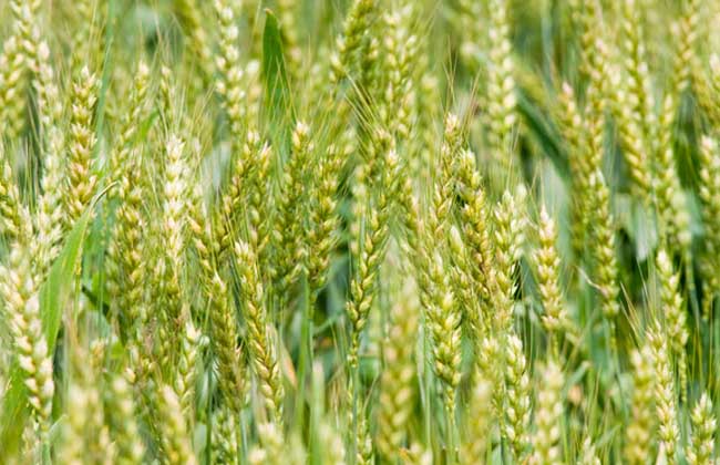 麦子什么时候成熟?