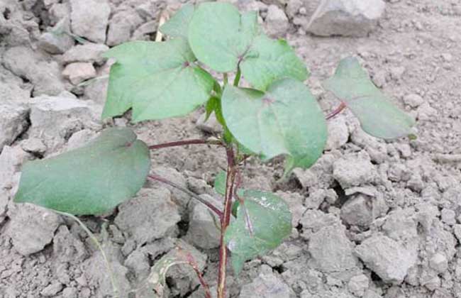 棉花苗期管理技术