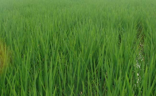 水稻苗期管理技术