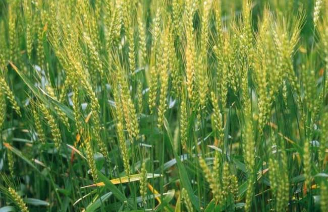 冬小麦优质高产栽培种植技术