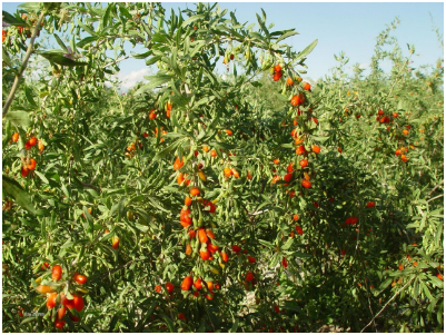 枸杞落叶、落花、落果怎么办？