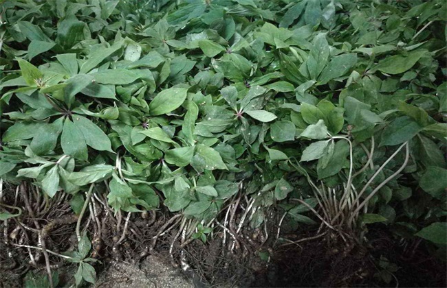 重楼种植技术管理