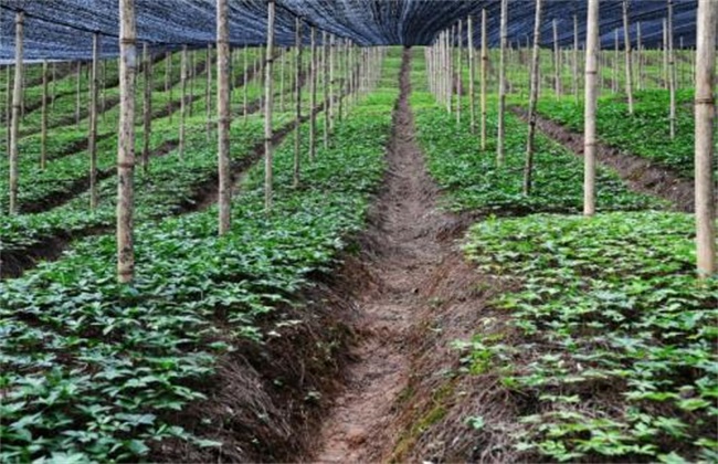 田七种植注意事项
