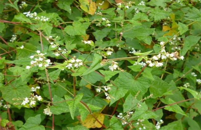 金荞麦该怎么种植