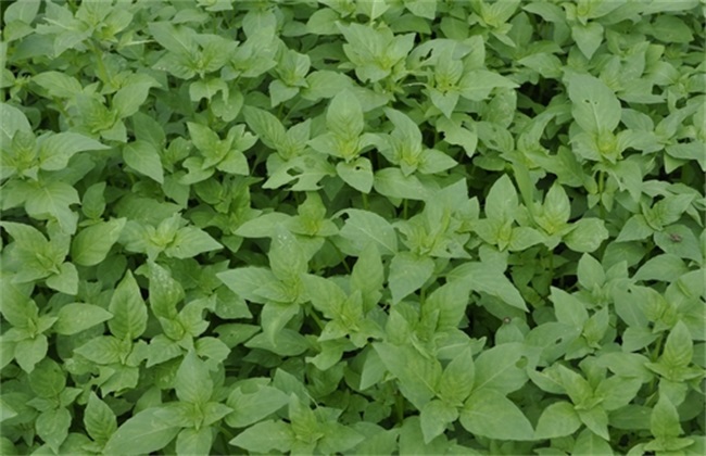 荆芥种植的注意事项