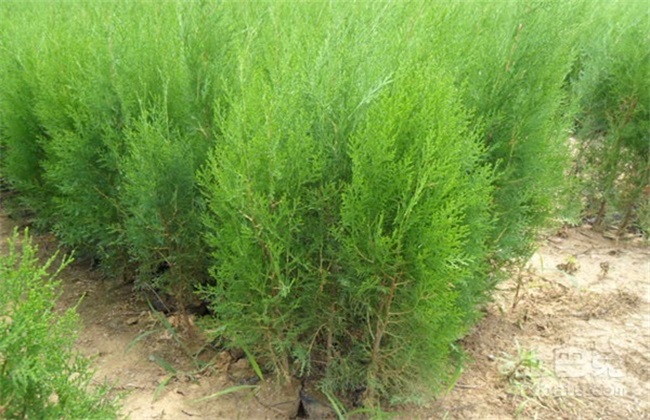 柏子仁如何种植