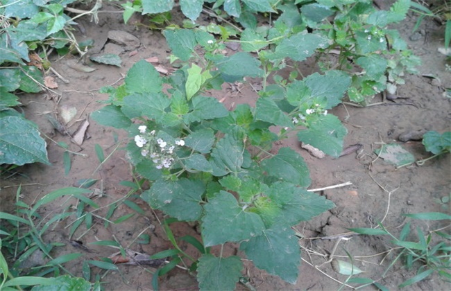 荆芥常见病害的防治方法