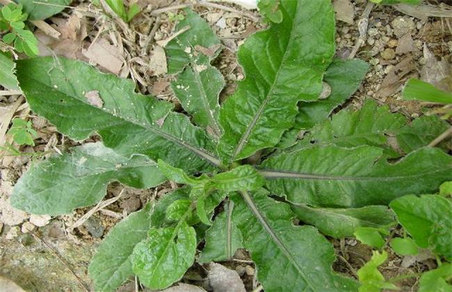 地胆草的繁殖方法