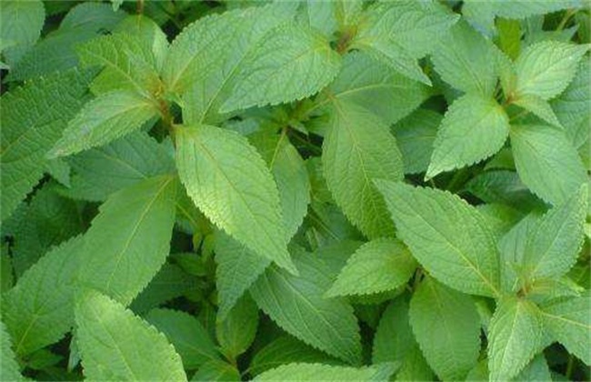 溪黄草的种植注意事项