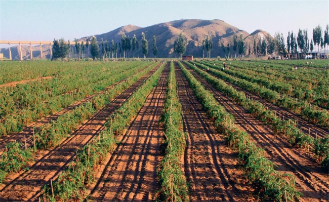 枸杞的种植方法