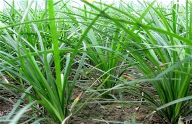 麦冬的种植条件